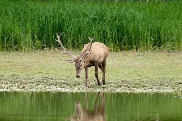 Red deer in water — Stock Photo, Image