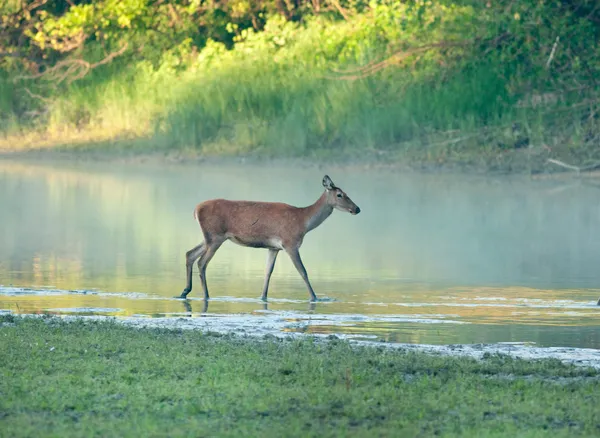 Tierwelt — Stockfoto