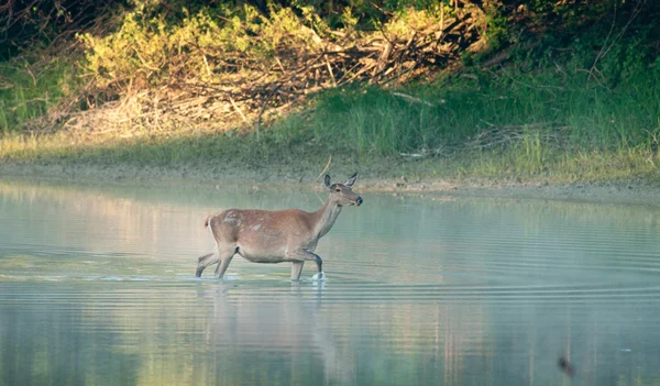 Tierwelt — Stockfoto