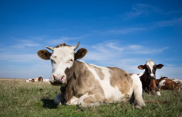 Vacas em repouso — Fotografia de Stock