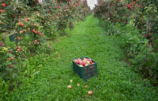 Crate in orchard — Stock Photo, Image