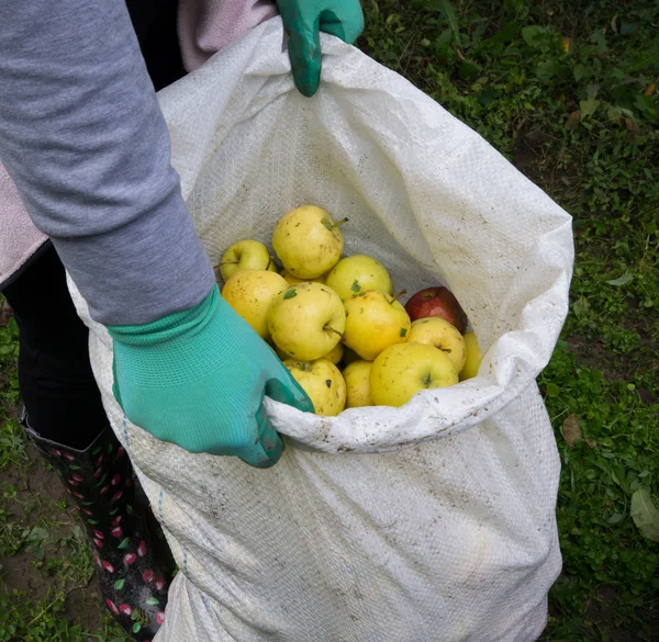 Pommes en sac — Photo