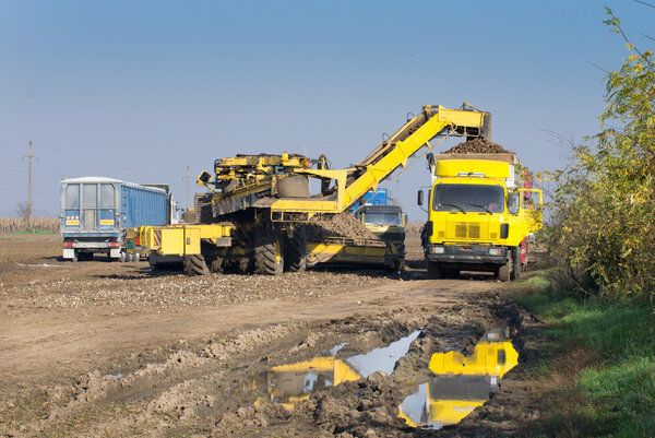 Sugar beet loading process