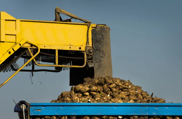 Suikerbieten laden — Stockfoto