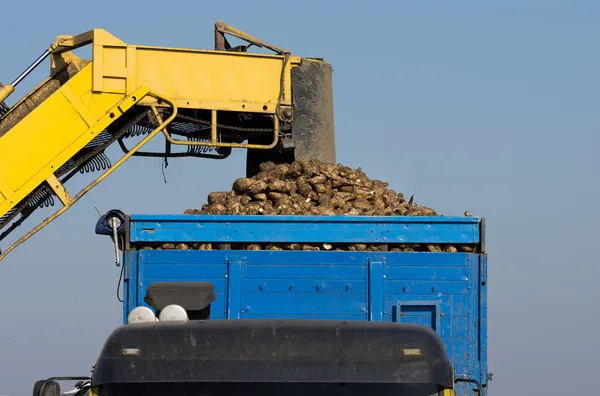 Sugar beet loading — Stock Photo, Image