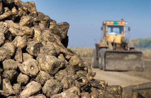 Sugar beet — Stock Photo, Image