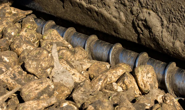 Sugar beet — Stock Photo, Image