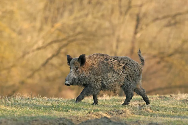 Wildschweine — Stockfoto