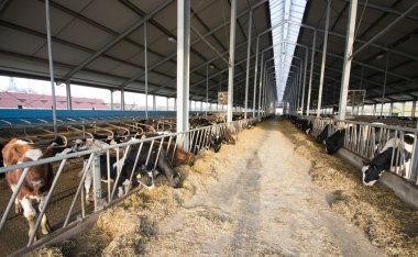 Modern inek kararlı