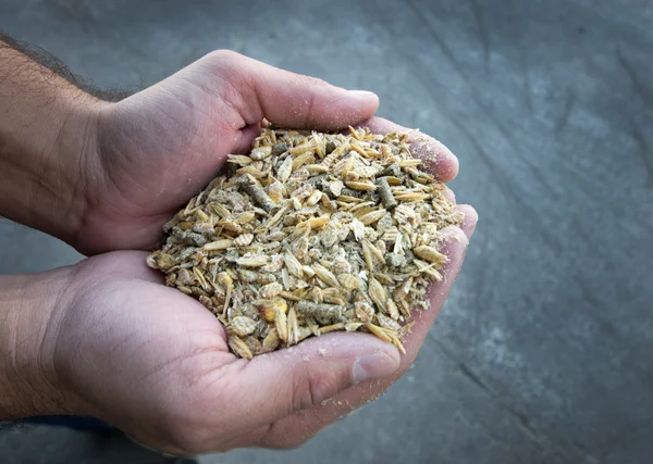 Alimentação das vacas — Fotografia de Stock