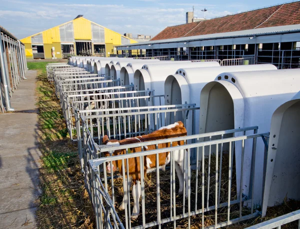 Calves cages — Stock Photo, Image