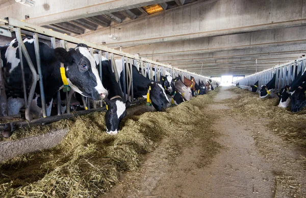 Modern cow stable — Stock Photo, Image