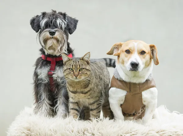 Heimtierfamilie — Stockfoto