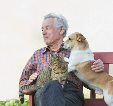 İhtiyar köpek ve kedi ile