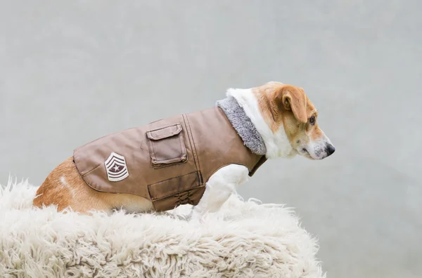 Dog in jacket — Stock Photo, Image