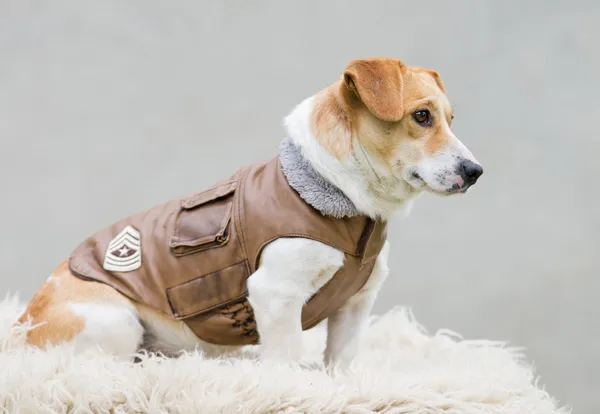 Hond in jas — Stockfoto