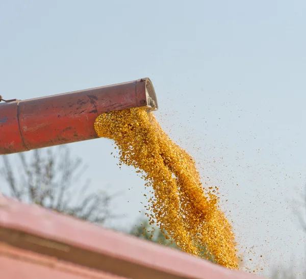 Corn harvesting — Stock Photo, Image