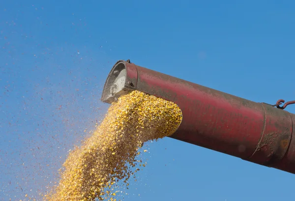 Corn harvesting — Stock Photo, Image