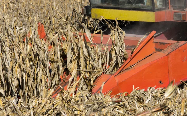 Combine harvesting corn — Stock Photo, Image