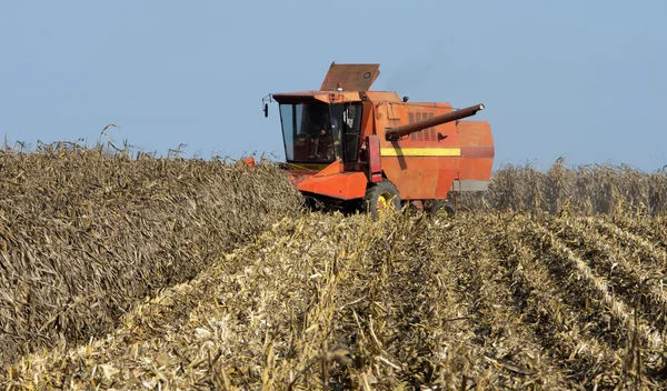 Combine harvesting corn — Stock Photo, Image