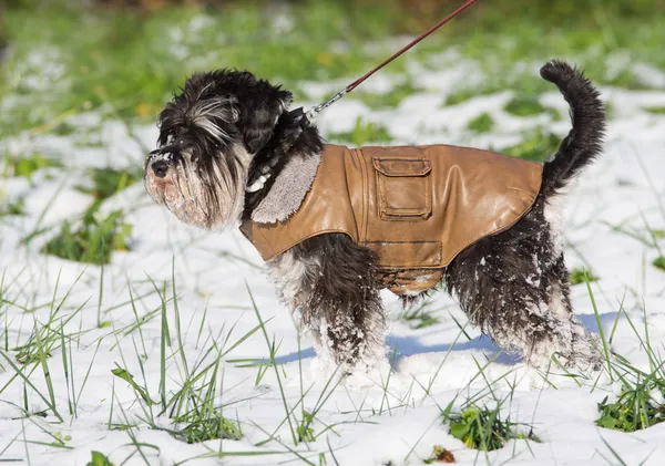 Cão de casaco — Fotografia de Stock