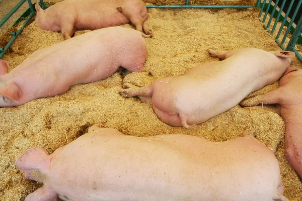 Pigs resting on wood shavings — Stock Photo, Image