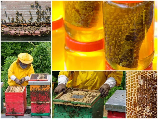 Collage produzione miele — Foto Stock