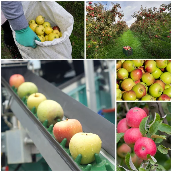 Cosecha de manzanas — Foto de Stock