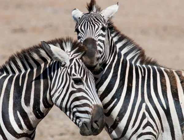 Zebras playing — Stock Photo, Image