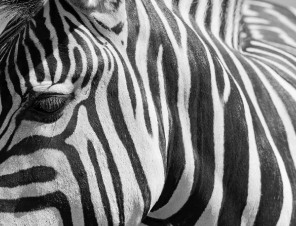 Zebra stripes — Stock Photo, Image