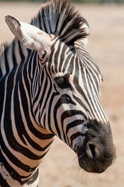 Zebra. — Fotografia de Stock