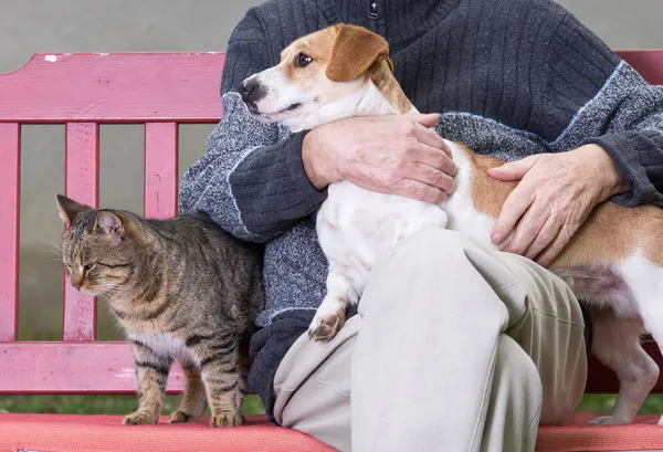 Adam köpek ve kedi — Stok fotoğraf
