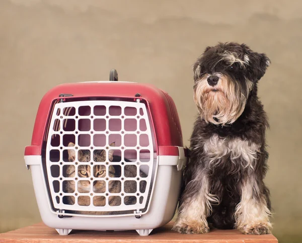 köpek, kedi ve pet carrier