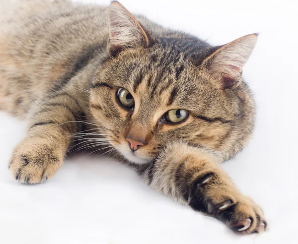 Cuddly cat — Stock Photo, Image