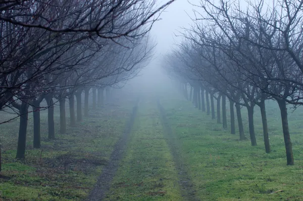 Frutteto nel giorno nebbioso — Foto Stock