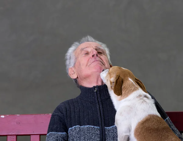 犬のキス — ストック写真