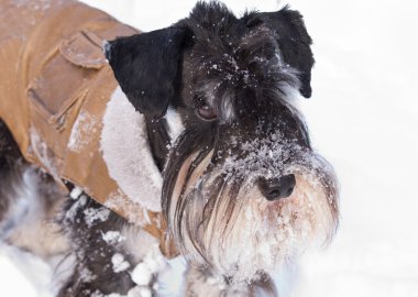 minyatür schnauzer karda