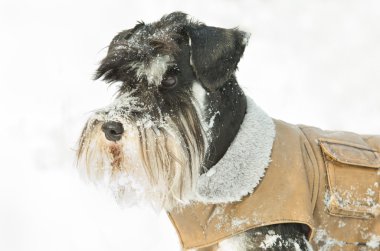 minyatür schnauzer karda