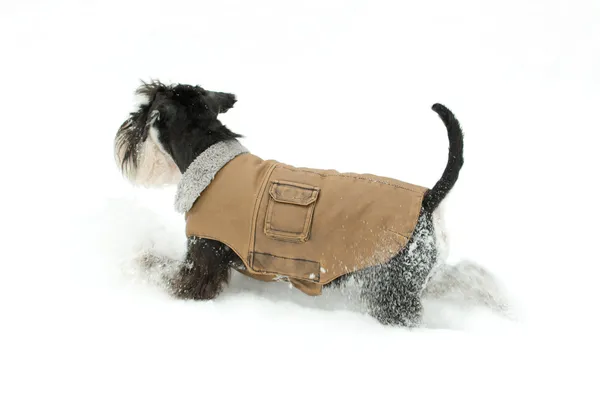 Perro caminando sobre nieve — Foto de Stock