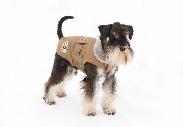 Собака в зимовій куртці — стокове фото