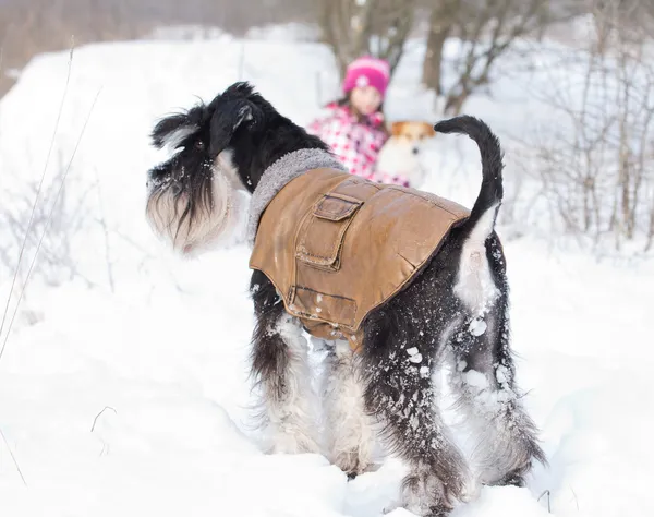 Miniature schnauzer on snow — Stock Photo, Image