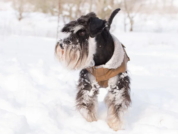 Miniature schnauzer on snow — Stock Photo, Image