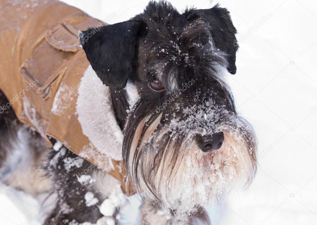 Miniature schnauzer on snow