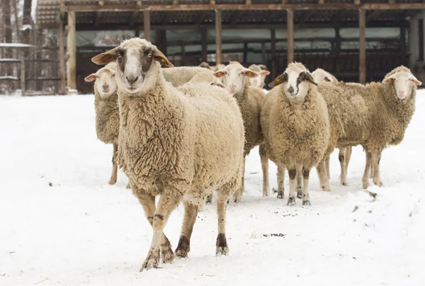 Ovejas en la nieve — Foto de Stock