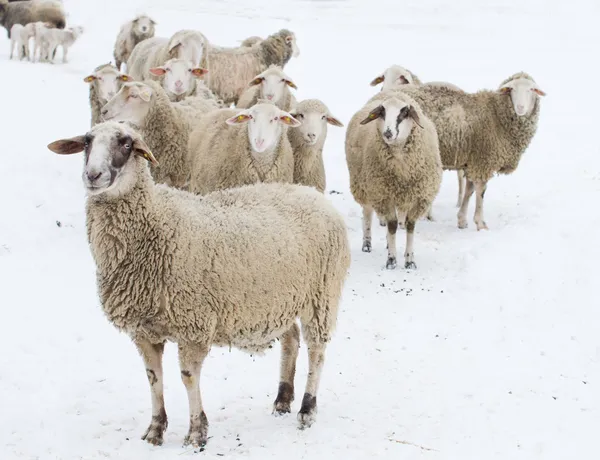 Ovejas en la nieve — Foto de Stock