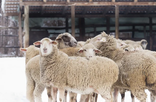 Sheep on snow — Stock Photo, Image