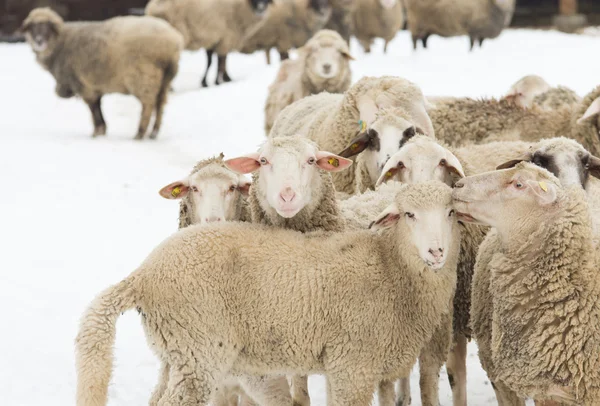 Sheep on snow — Stock Photo, Image