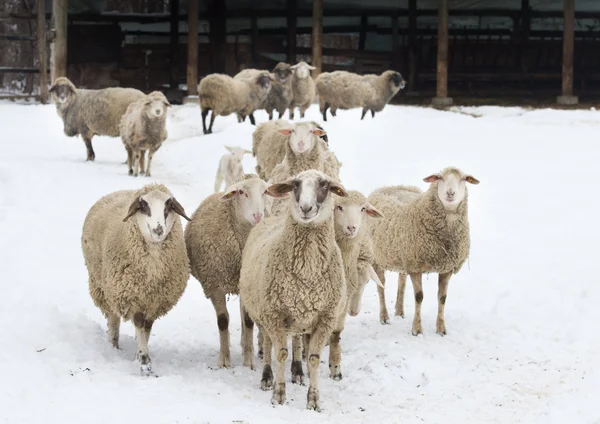 Sheep on snow — Stock Photo, Image