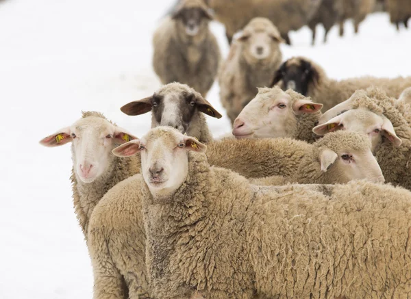 Sheep herd — Stock Photo, Image