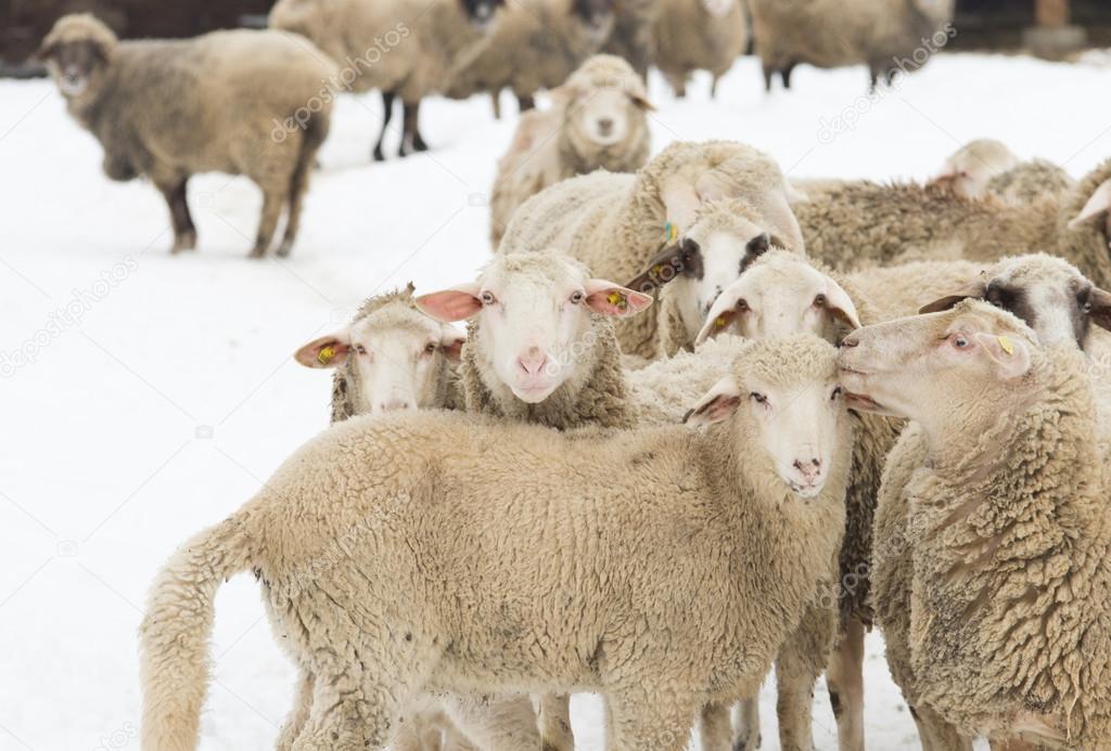 Sheep on snow